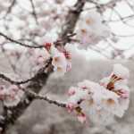 雪＆桜