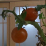 tomatoakai