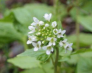 わさびの花