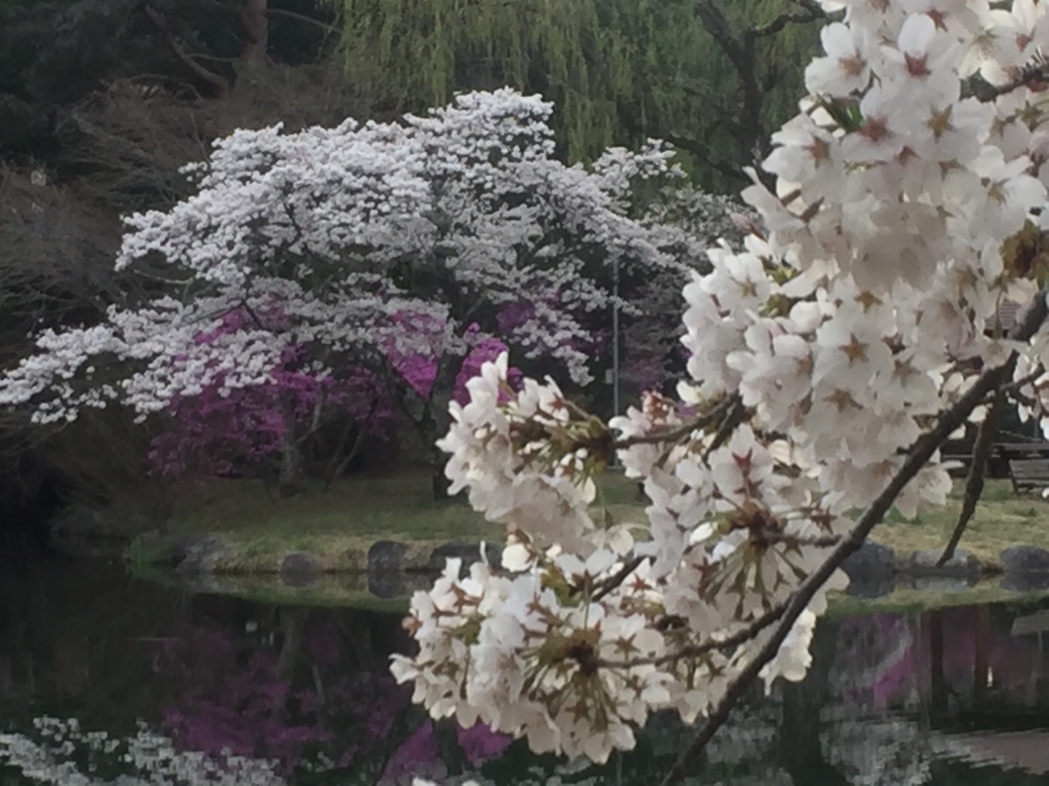 地元でお花見