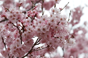 sakura