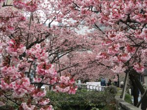 桜🌸開花！？