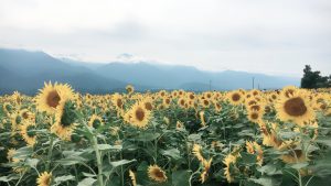 明野のひまわり畑🌻